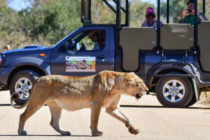 Lioness seen on Safari in Kruger National Park